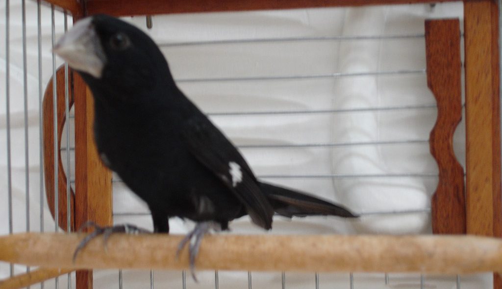 Bicudo Bicudo